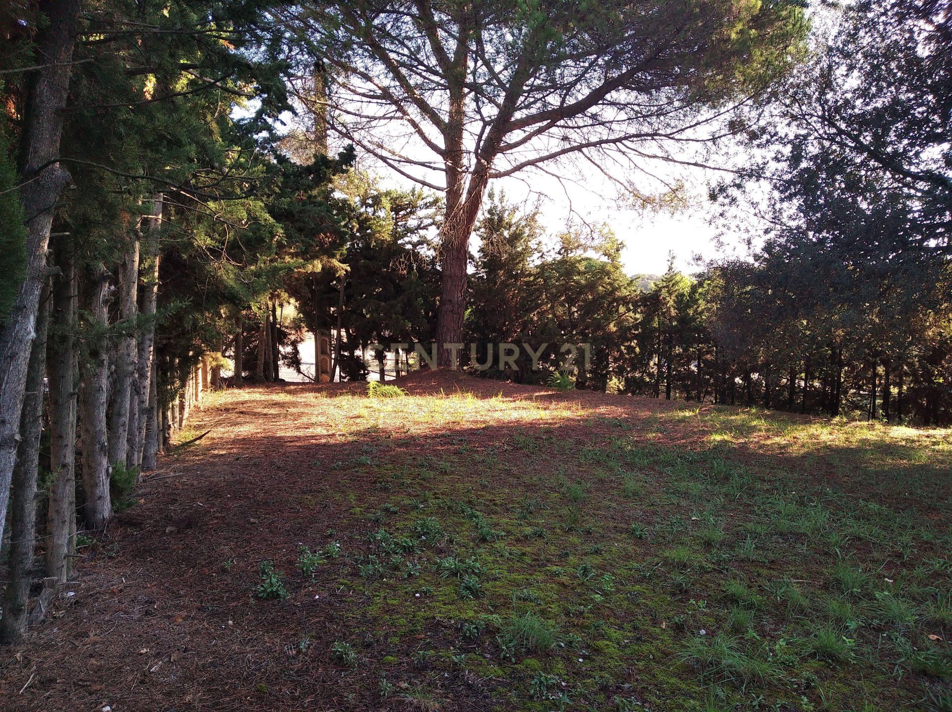 Land plot à Sant Antoni de Vilamajor, Barcelona, Espagne No. 167171