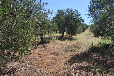 Terreno in vendita a Bornos, Cadiz, Spagna 31000 mq. N° 187881 - foto 3
