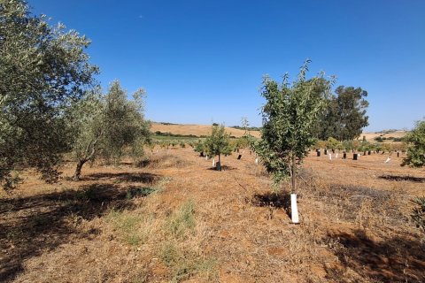 Terreno in vendita a Bornos, Cadiz, Spagna 31000 mq. N° 187881 - foto 6