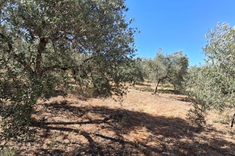 Terreno in vendita a Bornos, Cadiz, Spagna 31000 mq. N° 187881 - foto 2