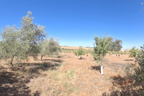 Terreno a Bornos, Cadiz, Spagna 31000 mq. N° 187881