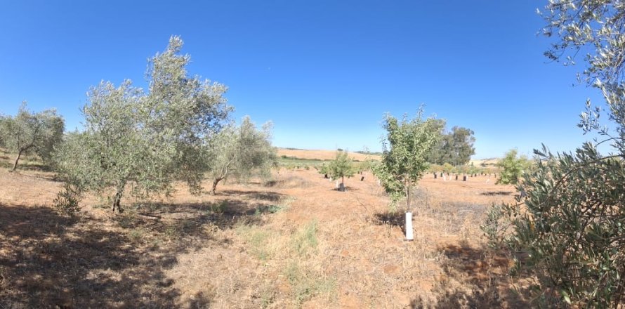 Terreno a Bornos, Cadiz, Spagna 31000 mq. N° 187881