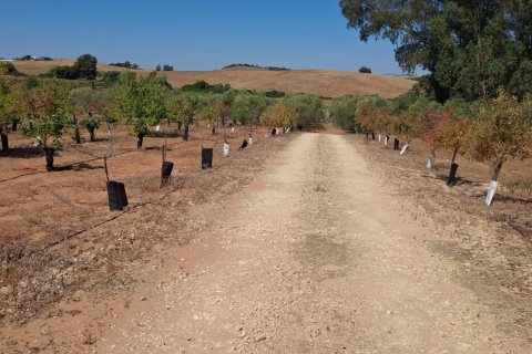 Terreno in vendita a Bornos, Cadiz, Spagna 31000 mq. N° 187881 - foto 5