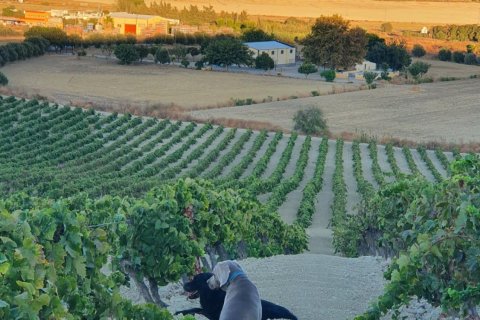 Lokal usługowy w Jerez de la Frontera, Cadiz, Hiszpania nr 172825 – zdjęcie 30