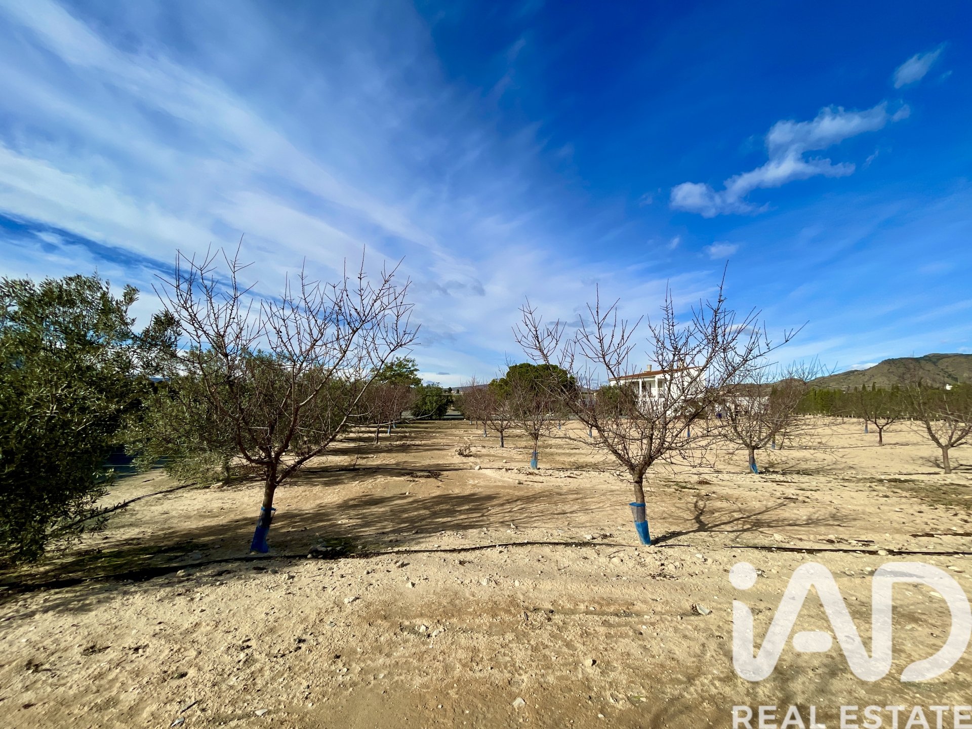 House in Blanca, Murcia, Spanien 3 Schlafzimmer, 204 m2 Nr. 173234