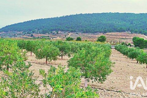 Parcela en venta en La Romana, Alicante, España 10339 m2 No. 187990 - foto 11