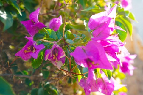 Villa till salu i Javea, Alicante, Spanien 3 sovrum, 266 kvm. Nr. 149027 - foto 22