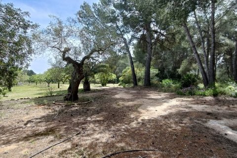 Land plot for sale in El Perello, Tarragona, Spain 55000 sq.m. No. 185898 - photo 25