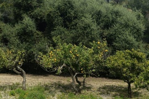 Land plot for sale in El Perello, Tarragona, Spain 55000 sq.m. No. 185898 - photo 7