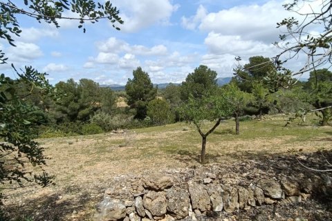 Land plot for sale in El Perello, Tarragona, Spain 55000 sq.m. No. 185898 - photo 19