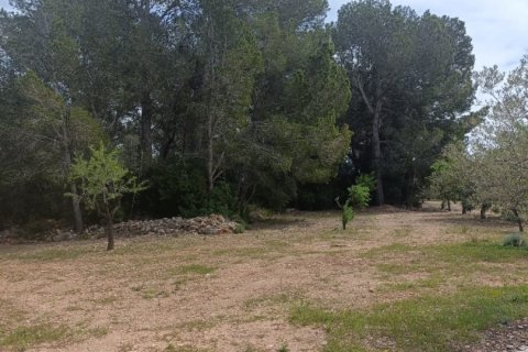 Land plot for sale in El Perello, Tarragona, Spain 55000 sq.m. No. 185898 - photo 24