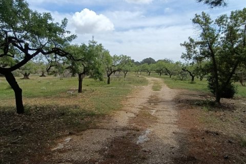 Land plot for sale in El Perello, Tarragona, Spain 55000 sq.m. No. 185898 - photo 5