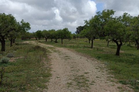 Land plot for sale in El Perello, Tarragona, Spain 55000 sq.m. No. 185898 - photo 18