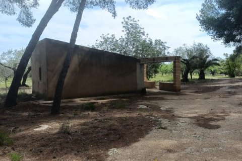 Land plot for sale in El Perello, Tarragona, Spain 55000 sq.m. No. 185898 - photo 3