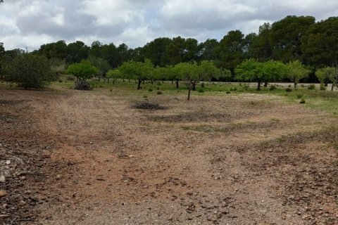 Land plot for sale in El Perello, Tarragona, Spain 55000 sq.m. No. 185898 - photo 22